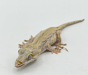 Gargoyle Gecko- Adult Male