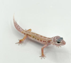 Leucistic Leopard Geckos- baby