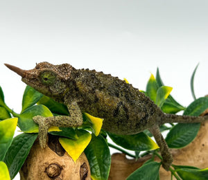 Rainbow Jackson’s Chameleon – juvenile to adult females