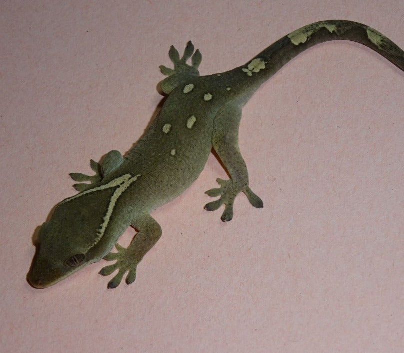 Sarasin's Giant Gecko Male