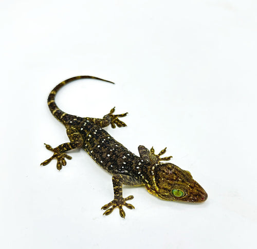 Green Eyed Gecko – juvenile to adult