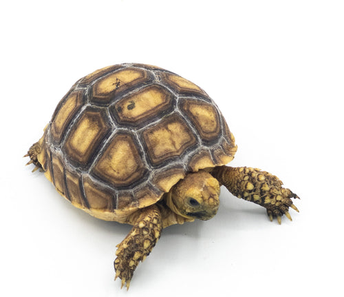 Sulcata Tortoise – 4 inch