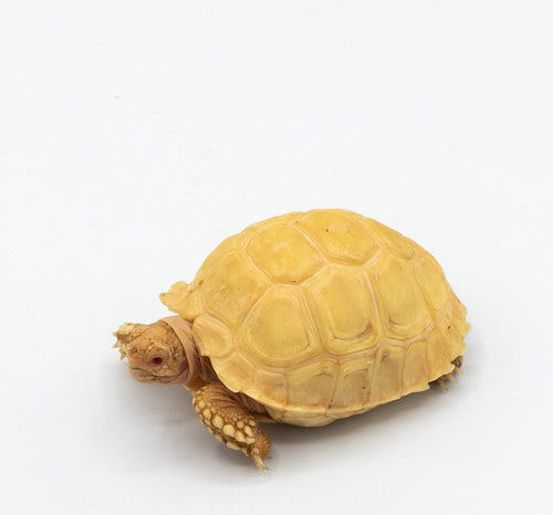 Albino Sulcata Tortoise – cb baby