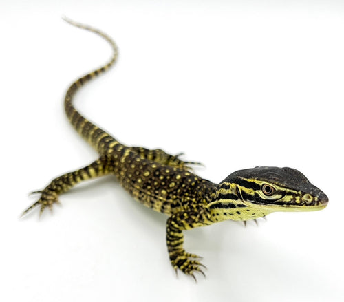 Argus Monitor