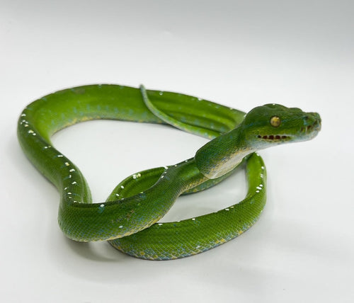 Green Tree Python Aru – juvenile to adult