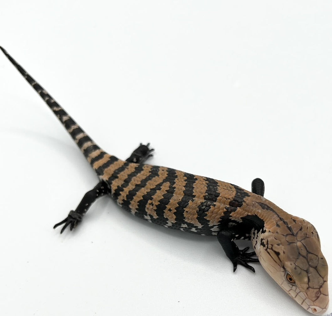 Halmahera Blue Tongue Skink – cb baby