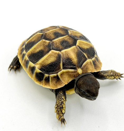 Herman’s Tortoise – cb baby