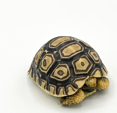 Leopard Tortoise – cb baby