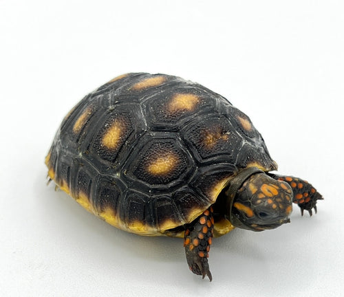 Red Foot Tortoise- cb baby
