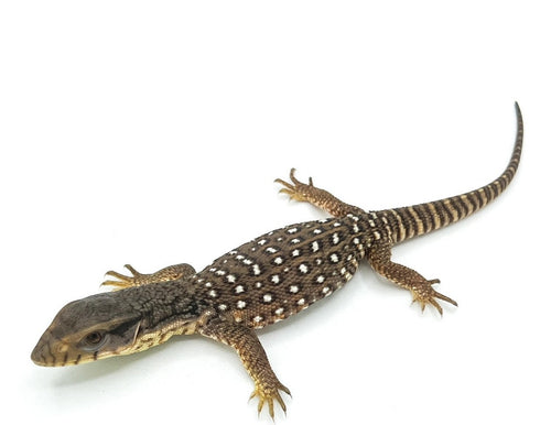 Savannah monitor- baby