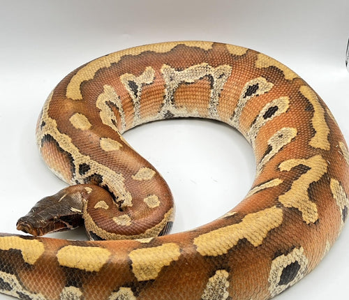 Bangka Blood Python-adult
