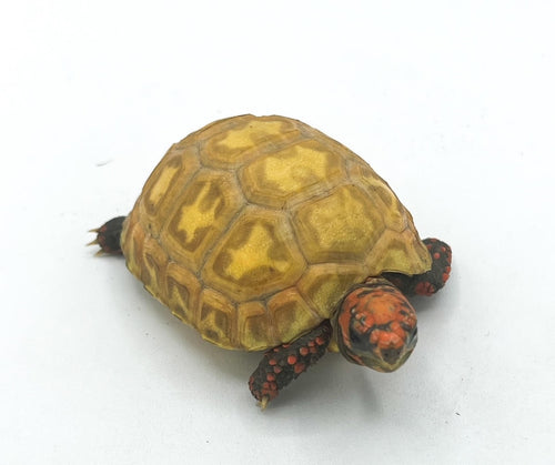 Hypo Cherry Head Red Foot Tortoise – cb baby