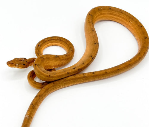 Colored Amazon Tree Boa – wild caught juvenile to adult