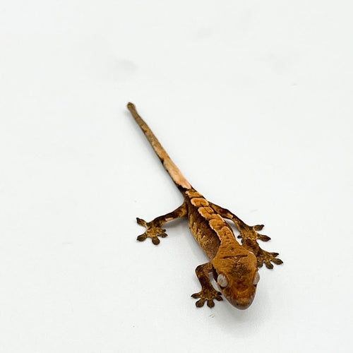Crested Gecko – cb big baby