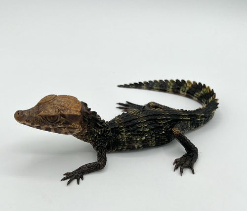 Dwarf Caiman-big babies