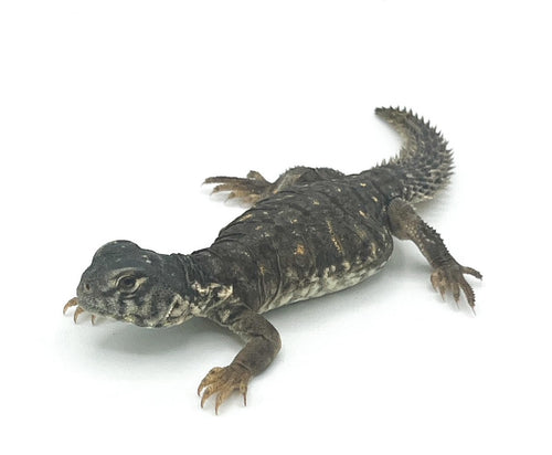 Egyptian Uromastyx – cb baby to big baby