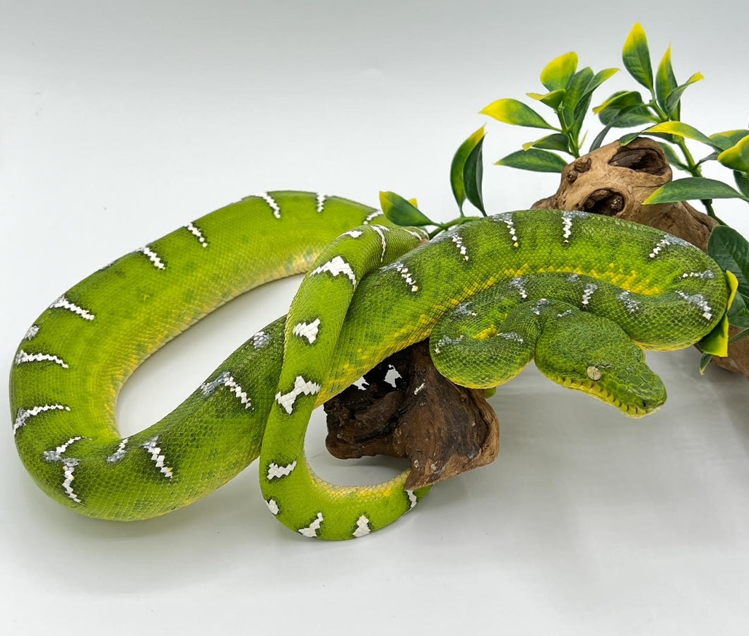 Emerald Tree Boa – sub adult