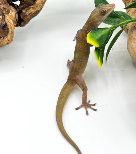 Golden Geckos-juvenile to adult