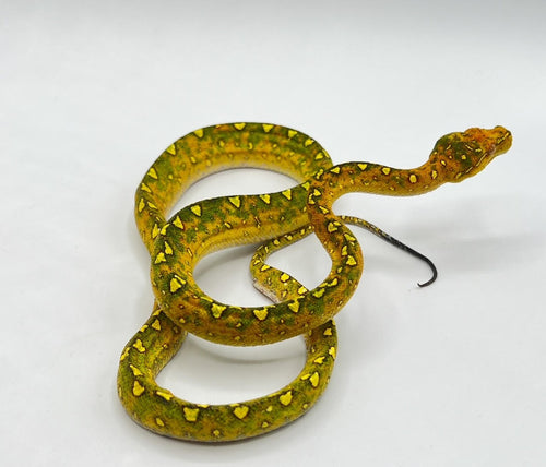 Green Tree Python Biak – juvenile to adult
