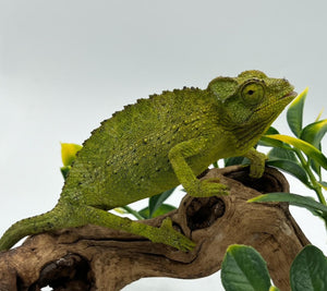 Jackson’s Chameleon – juvenile to adult female