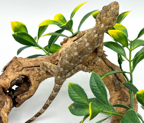 Marble Gecko – juvenile to adult