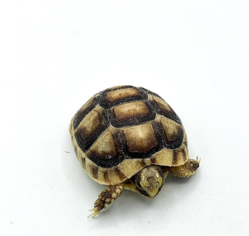 Marginated Tortoise – baby