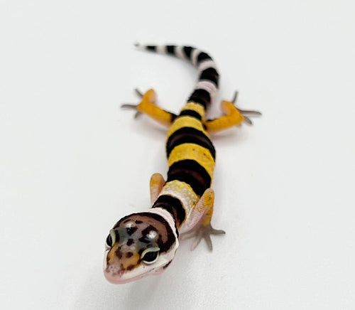 Normal Leopard Gecko – baby to big baby