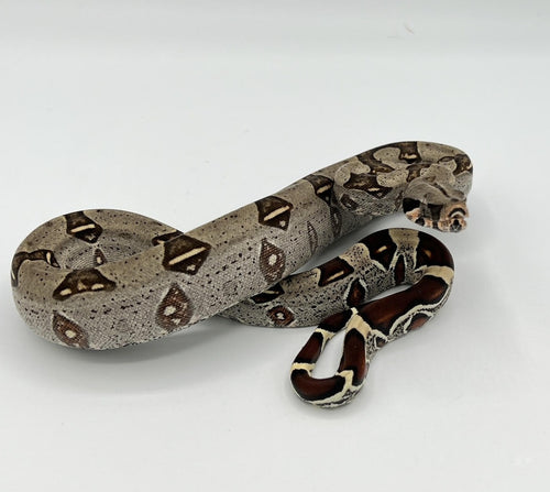 Peruvian Red Tail Boa – cb baby