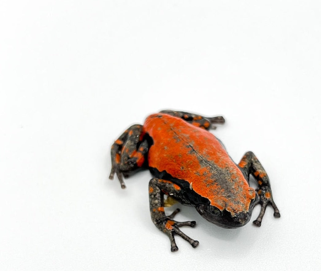 Red & Black Walking Frog – adult – Cold blooded connection