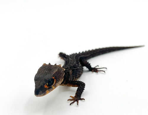 Red Eye Armored Skink – juvenile to adult