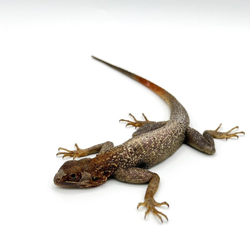 Red Head Agama – Juveniles to adults