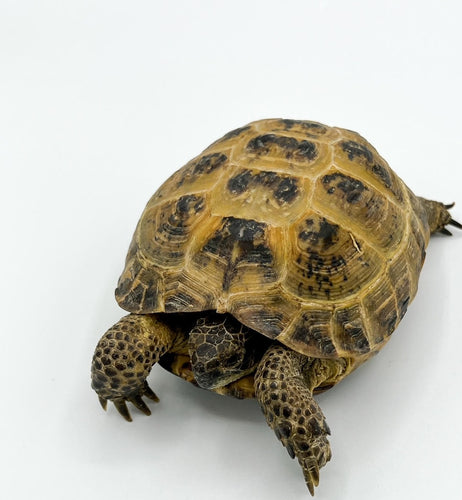 Russian Tortoise 4-5 inch FEMALE