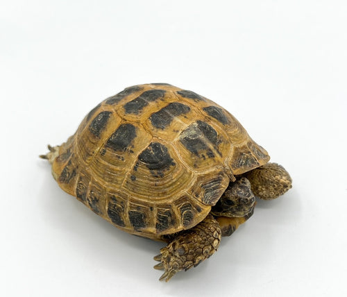 Russian Tortoise 4-5 inch MALE