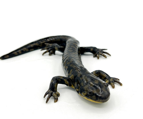 Tiger Salamander – juvenile to adult