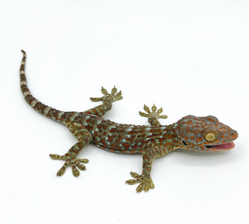 Tokay Gecko – juvenile to adult