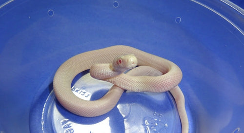 Red Eyed Leucistic Texas Rat Snake-baby