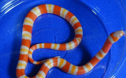 Albino Tangerine Honduran Milk Snake- Baby