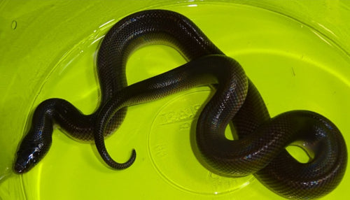 New World Python-big baby
