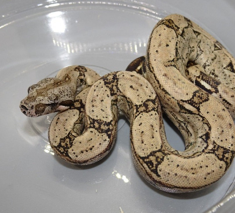 Arabesque boa-baby