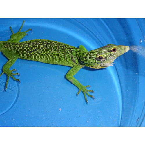 Green Tree Monitor-juvenile to adult