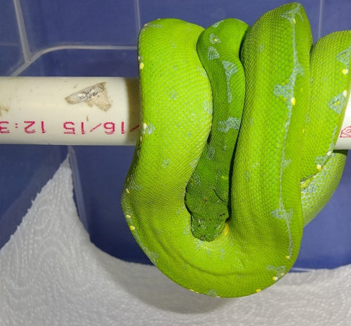 Green Tree Python (Sorong) - Juvenile to adult