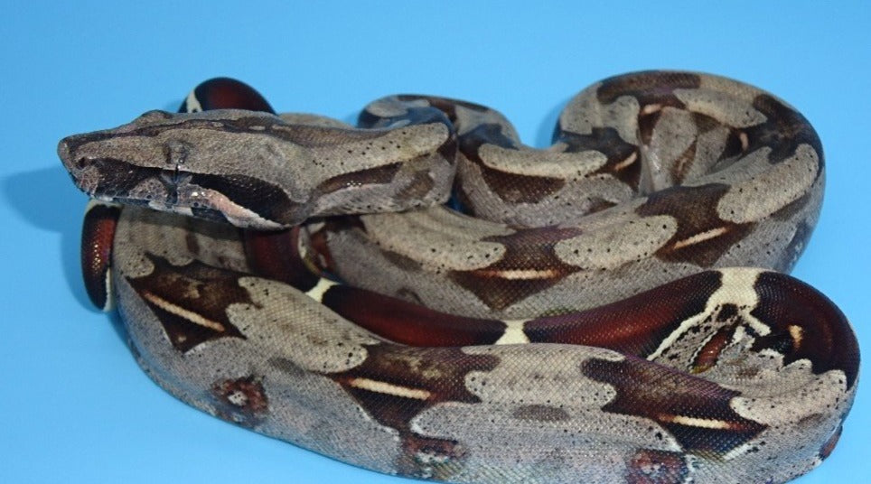 Red-Tailed Boa Constrictor – Saginaw Children's Zoo