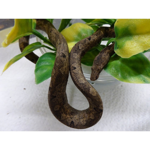 Indonesian Tree Boa