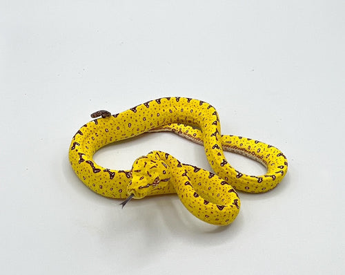 Green Tree Python Biak – baby to big babies