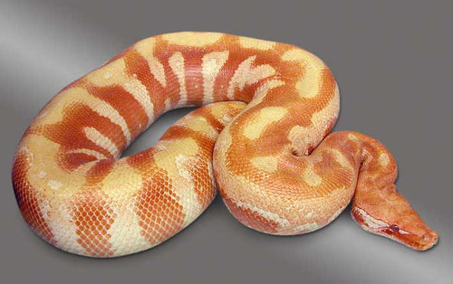 Albino T- blood python (cb)