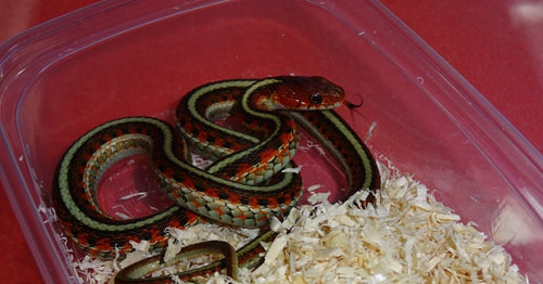 California Red Sided Garter Snake-baby female 