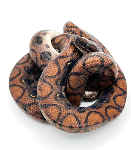 Brazilian Rainbow Boa - WC Adults