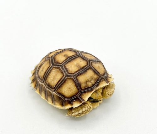 Sulcata Tortoise – cb baby LIMIT OF 3 PER ORDER