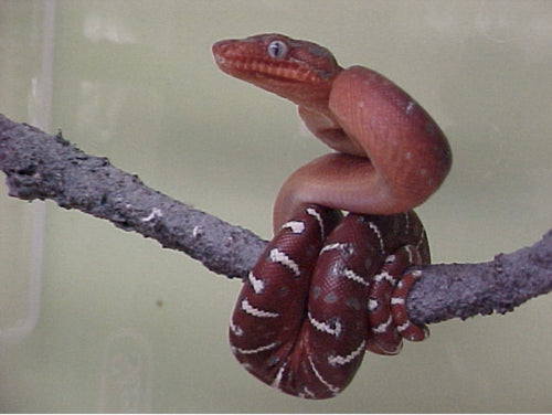 Red Emerald Tree Boa – baby