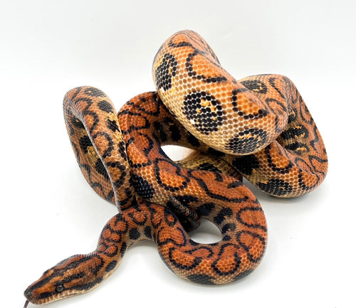 Brazilian Rainbow Boa - 4’ to 5’ captive born MALE